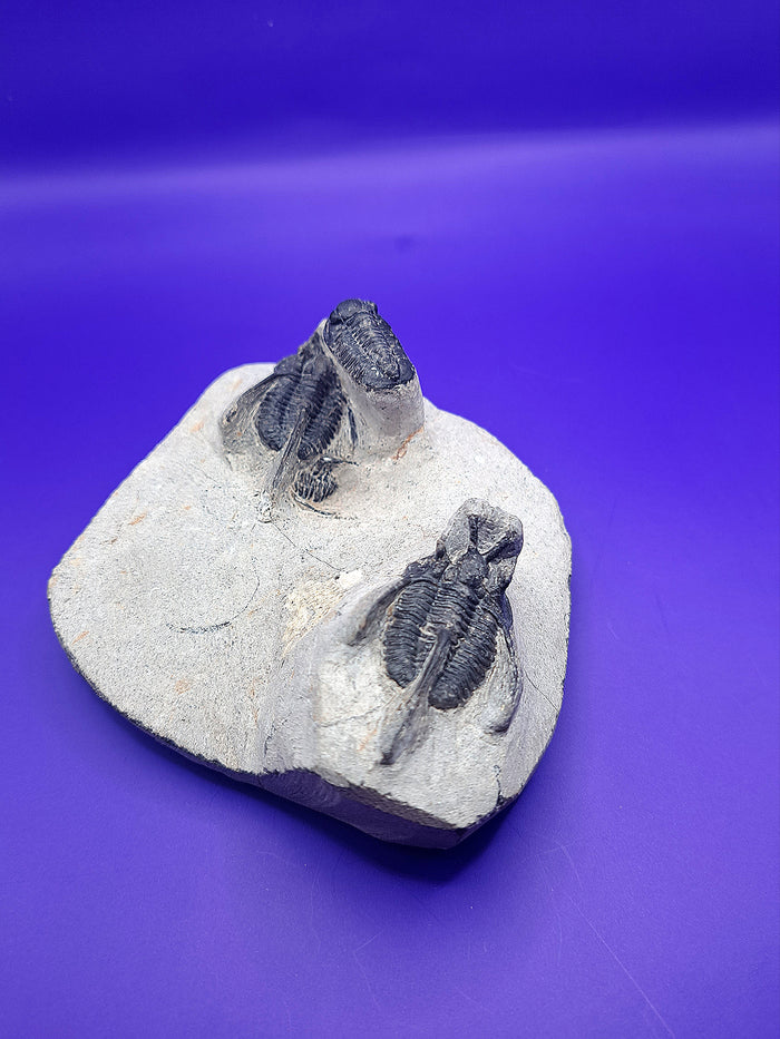 Multiple Cyphaspis Trilobites with a Flying Gerastos Trilobite, Morocco