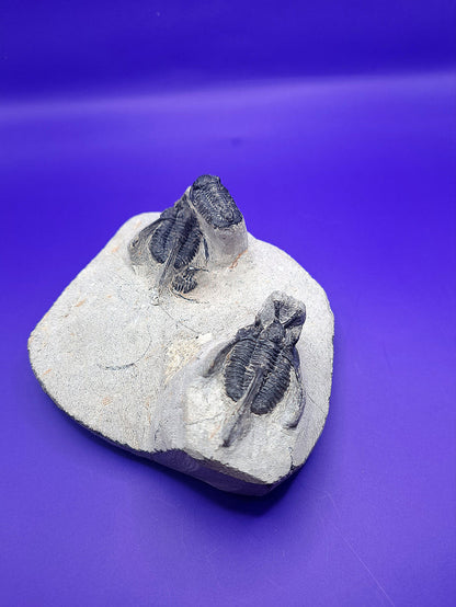 Multiple Cyphaspis Trilobites with a Flying Gerastos Trilobite, Morocco