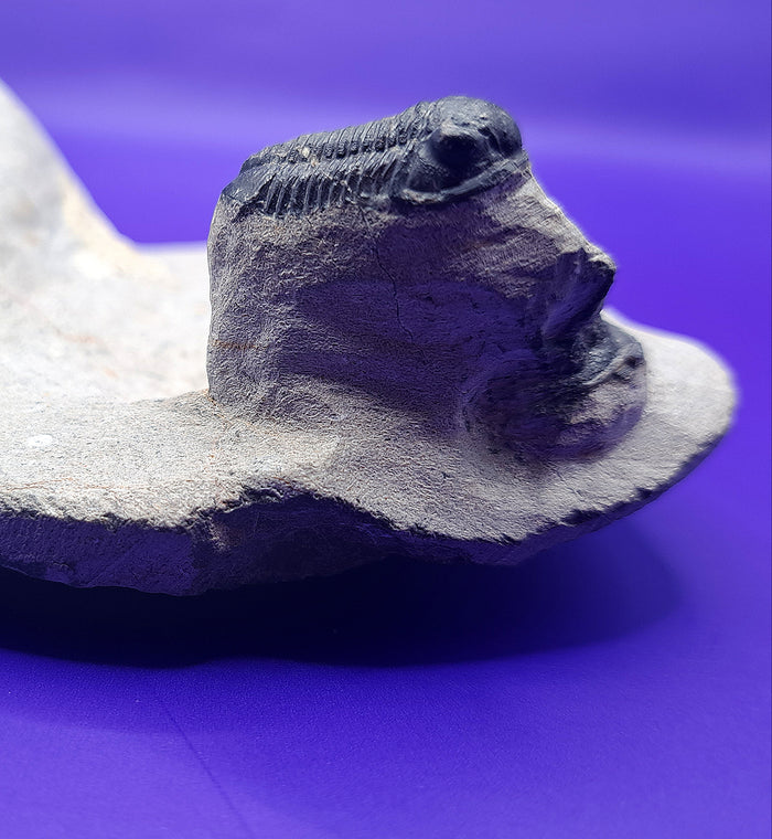 Multiple Cyphaspis Trilobites with a Flying Gerastos Trilobite, Morocco