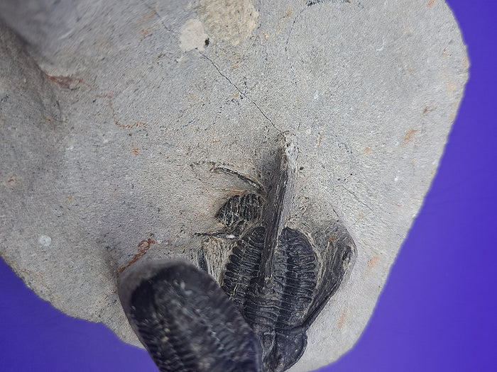 Multiple Cyphaspis Trilobites with a Flying Gerastos Trilobite, Morocco