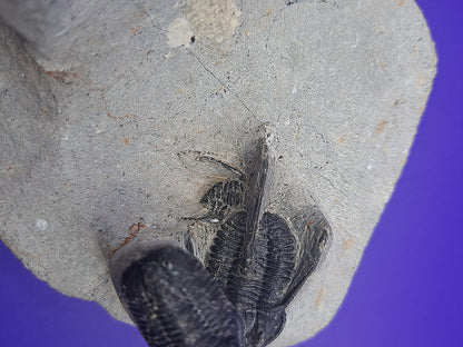 Multiple Cyphaspis Trilobites with a Flying Gerastos Trilobite, Morocco