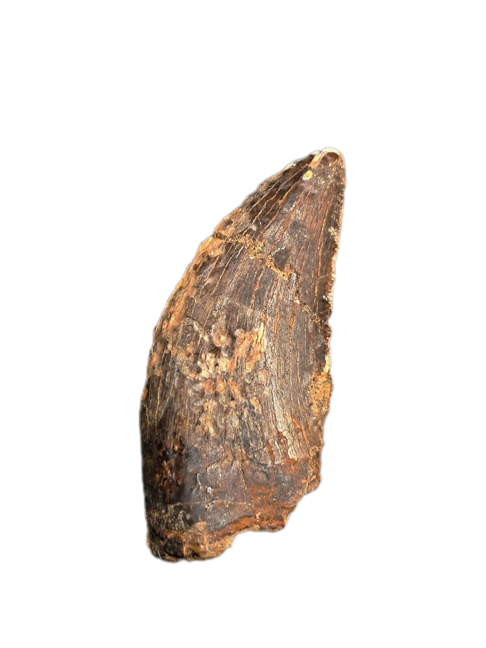 Nanotyrannus Tooth, Lance Formation.
