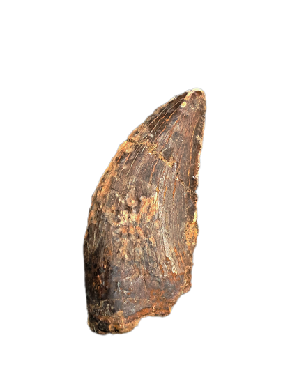 Nanotyrannus Tooth, Lance Formation.