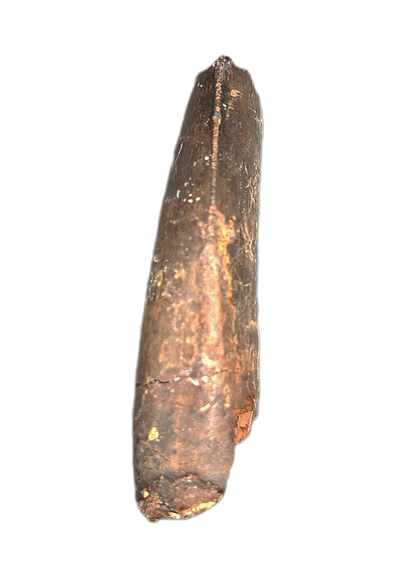 Nanotyrannus Tooth, Lance Formation.