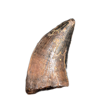 Nanotyrannus Tooth