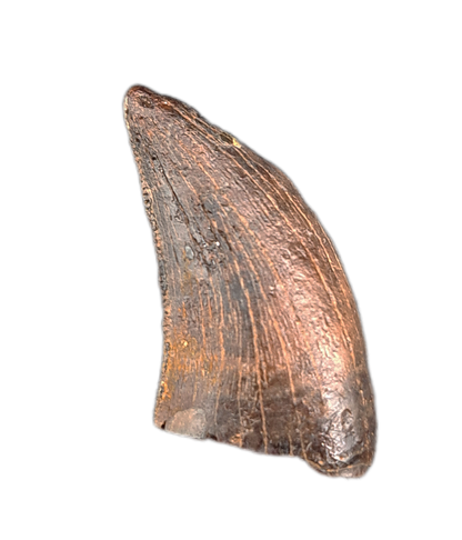 Nanotyrannus Tooth