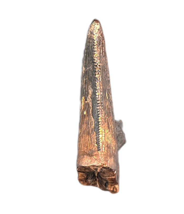 Nanotyrannus Tooth