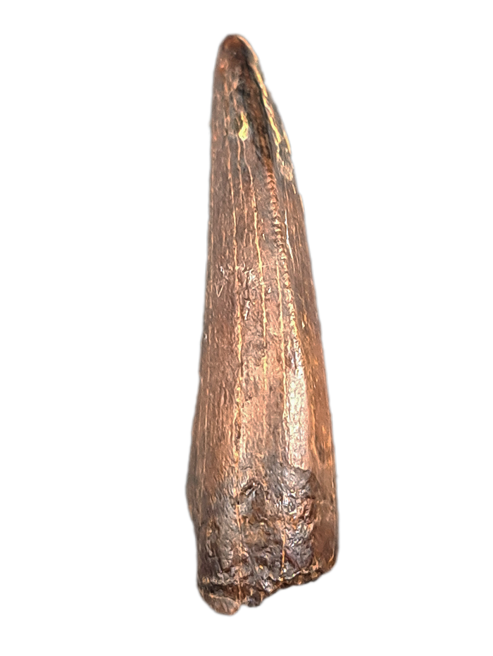 Nanotyrannus Tooth