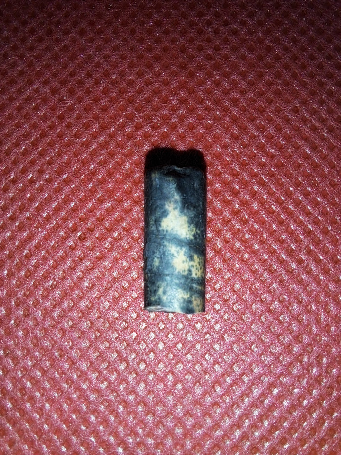 Nigersaurus Tooth, Sauropod
