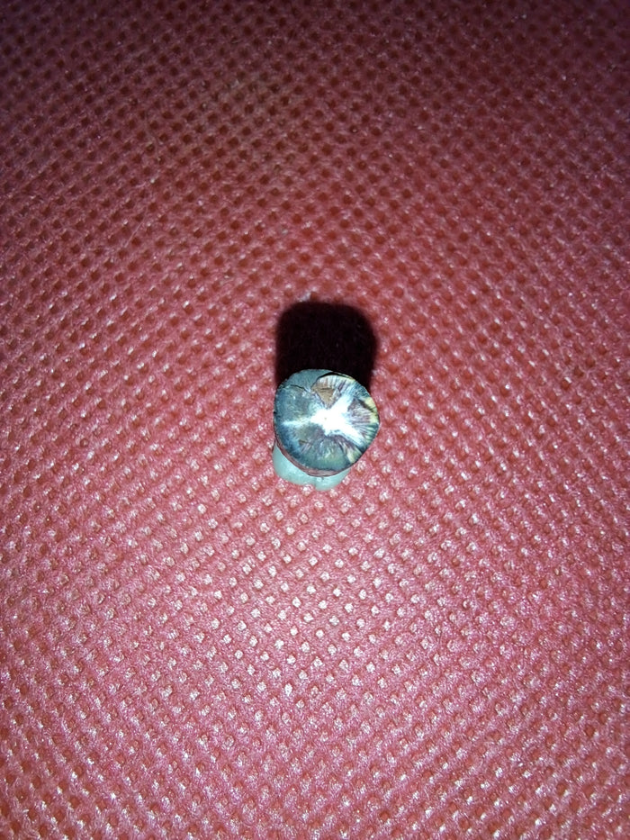 Nigersaurus Tooth, Sauropod