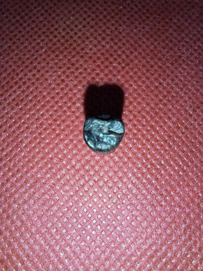 Nigersaurus Tooth, Sauropod
