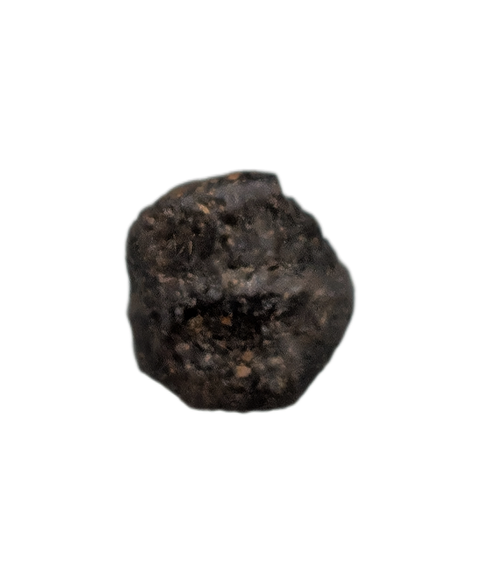 Nodosaur Tooth, Two Medicine Formation.