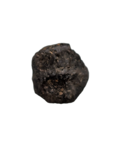 Nodosaur Tooth, Two Medicine Formation.