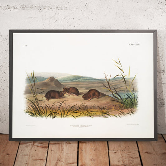 A framed image of