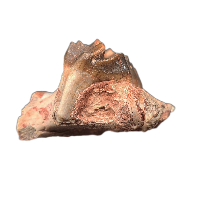 Oreodont Jaw Section
