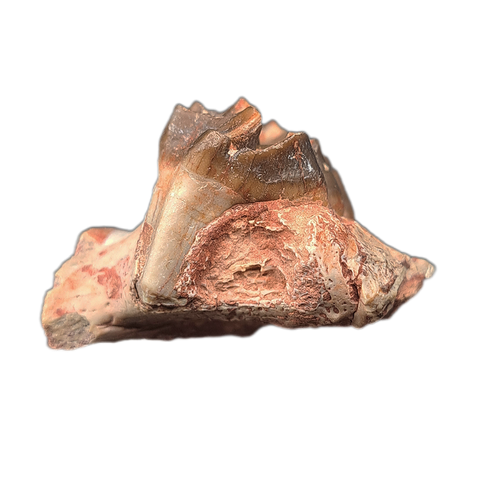Oreodont Jaw Section