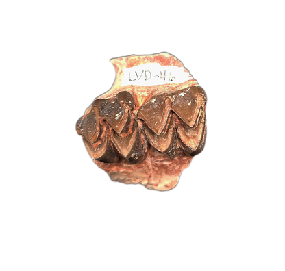 Oreodont Jaw Section