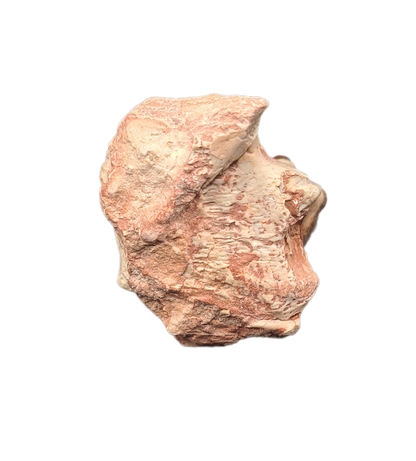Oreodont Jaw Section