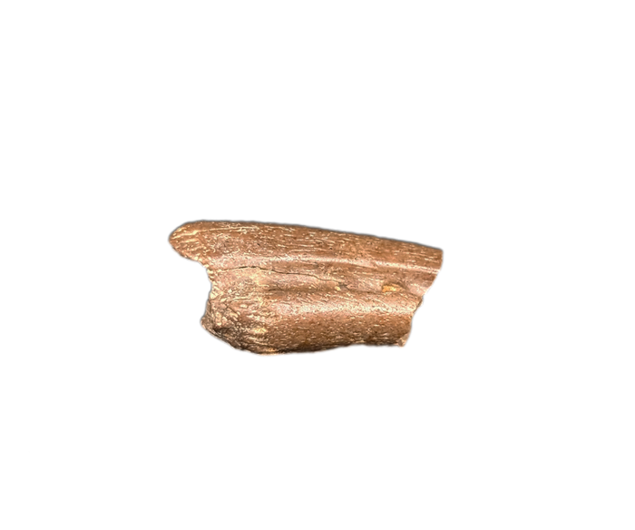 Ornithomimid Claw, Lance Formation