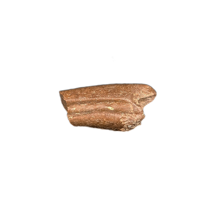 Ornithomimid Claw, Lance Formation