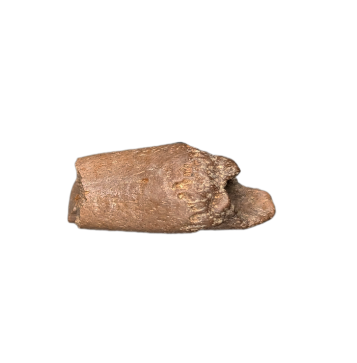 Ornithomimid Claw, Lance Formation