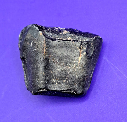 Ouranosaurus Tooth