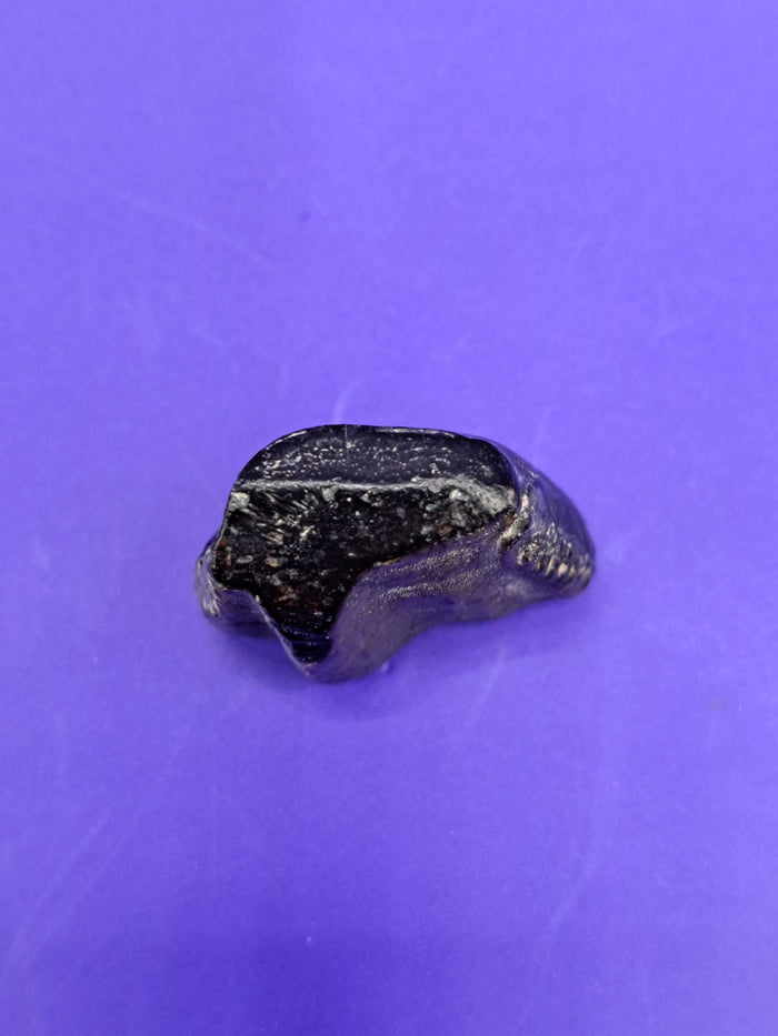 Ouranosaurus Tooth