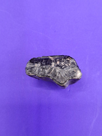 Ouranosaurus Tooth
