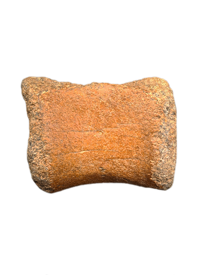 Ouranosaurus Vertebrae
