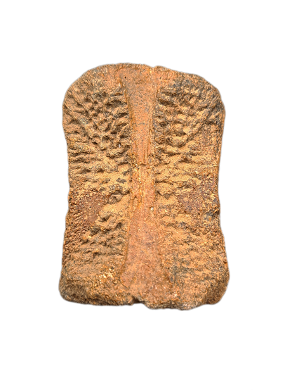 Ouranosaurus Vertebrae