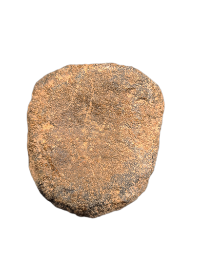 Ouranosaurus Vertebrae