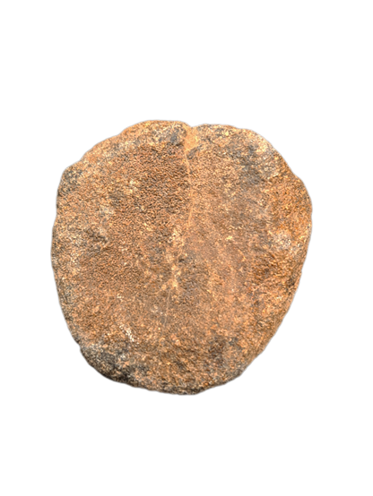 Ouranosaurus Vertebrae