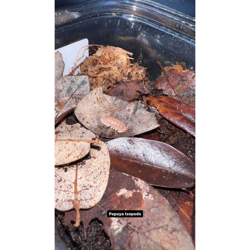 Papaya Isopod (10ct) (Cubaris murina)