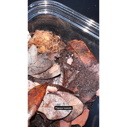 Papaya Isopod (10ct) (Cubaris murina)
