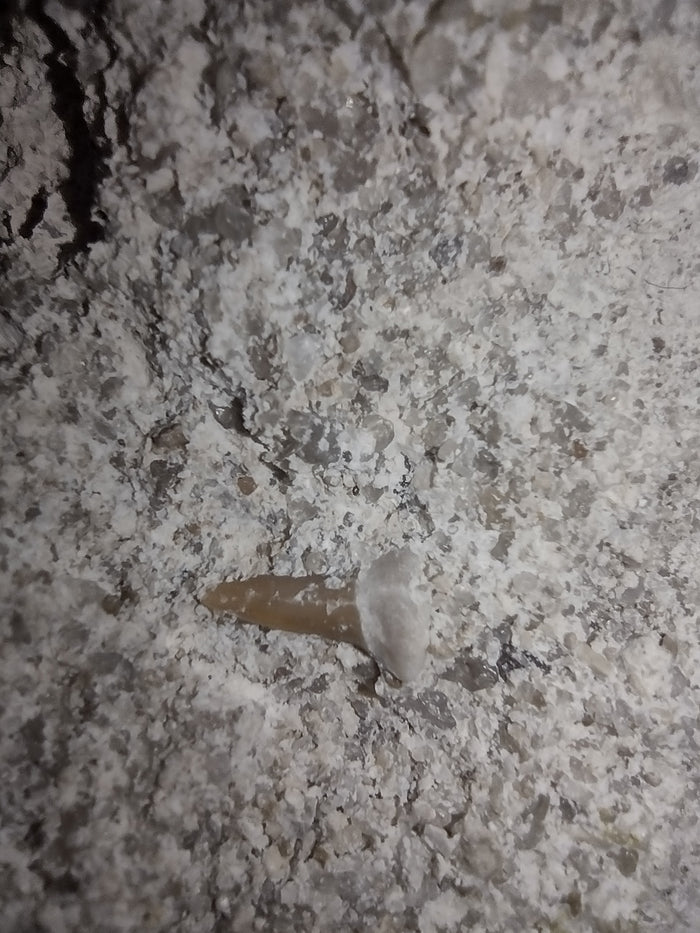 Partial Basilosaurus Tooth with a Small Shark Tooth