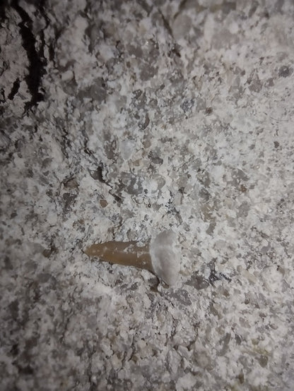 Partial Basilosaurus Tooth with a Small Shark Tooth
