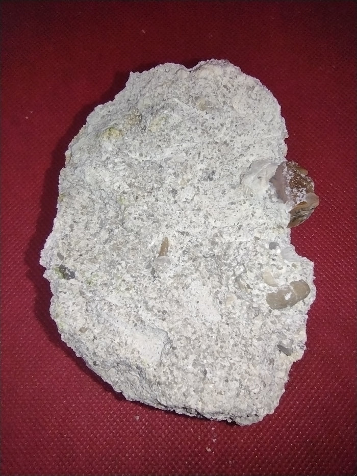 Partial Basilosaurus Tooth with a Small Shark Tooth