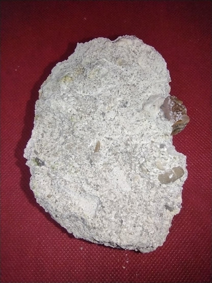 Partial Basilosaurus Tooth with a Small Shark Tooth