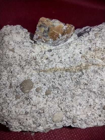 Partial Basilosaurus Tooth with a Small Shark Tooth