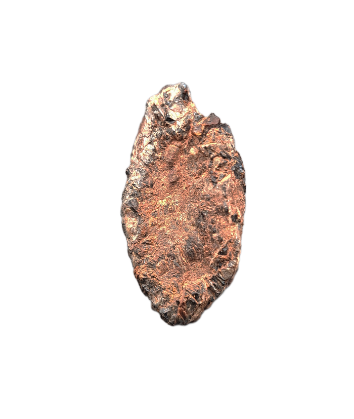 Partial Dinosaur Claw, Early Cretaceous, Laos