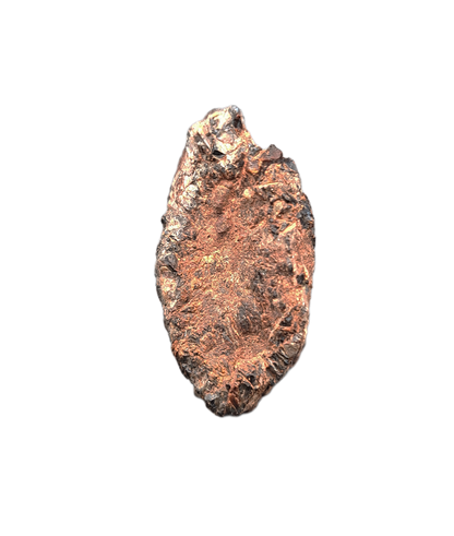 Partial Dinosaur Claw, Early Cretaceous, Laos