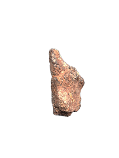 Partial Dinosaur Claw, Early Cretaceous, Laos
