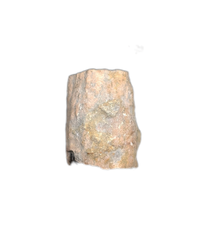 Partial Ichthyosaurus communis Tooth. Early Jurassic Period, England.