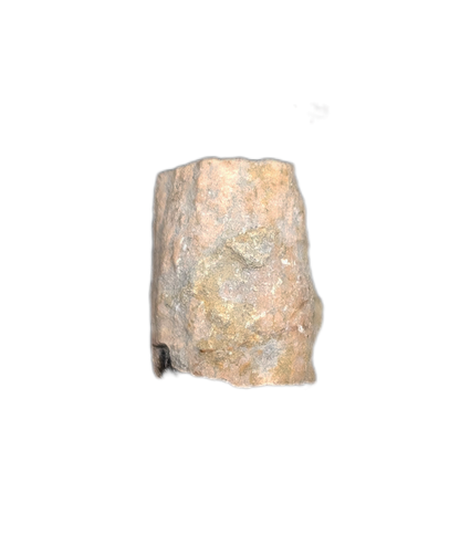 Partial Ichthyosaurus communis Tooth. Early Jurassic Period, England.