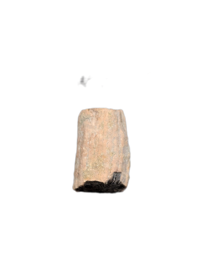 Partial Ichthyosaurus communis Tooth. Early Jurassic Period, England.