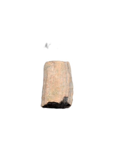 Partial Ichthyosaurus communis Tooth. Early Jurassic Period, England.