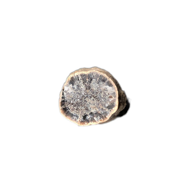 Partial Ichthyosaurus communis Tooth. Early Jurassic Period, England.