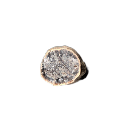Partial Ichthyosaurus communis Tooth. Early Jurassic Period, England.