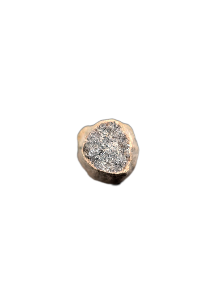 Partial Ichthyosaurus communis Tooth. Early Jurassic Period, England.