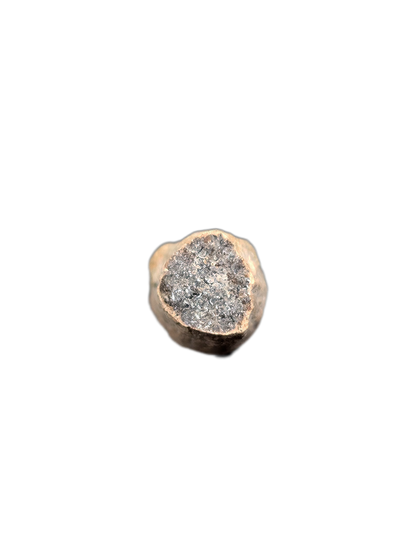 Partial Ichthyosaurus communis Tooth. Early Jurassic Period, England.
